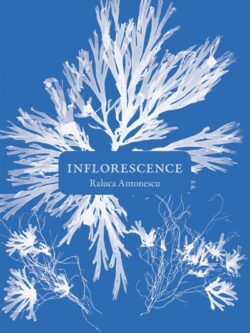 Inflorescence - Raluca Antonescu