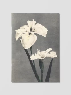 Carnet "Fleurs japonaises" - Reliefs éditions